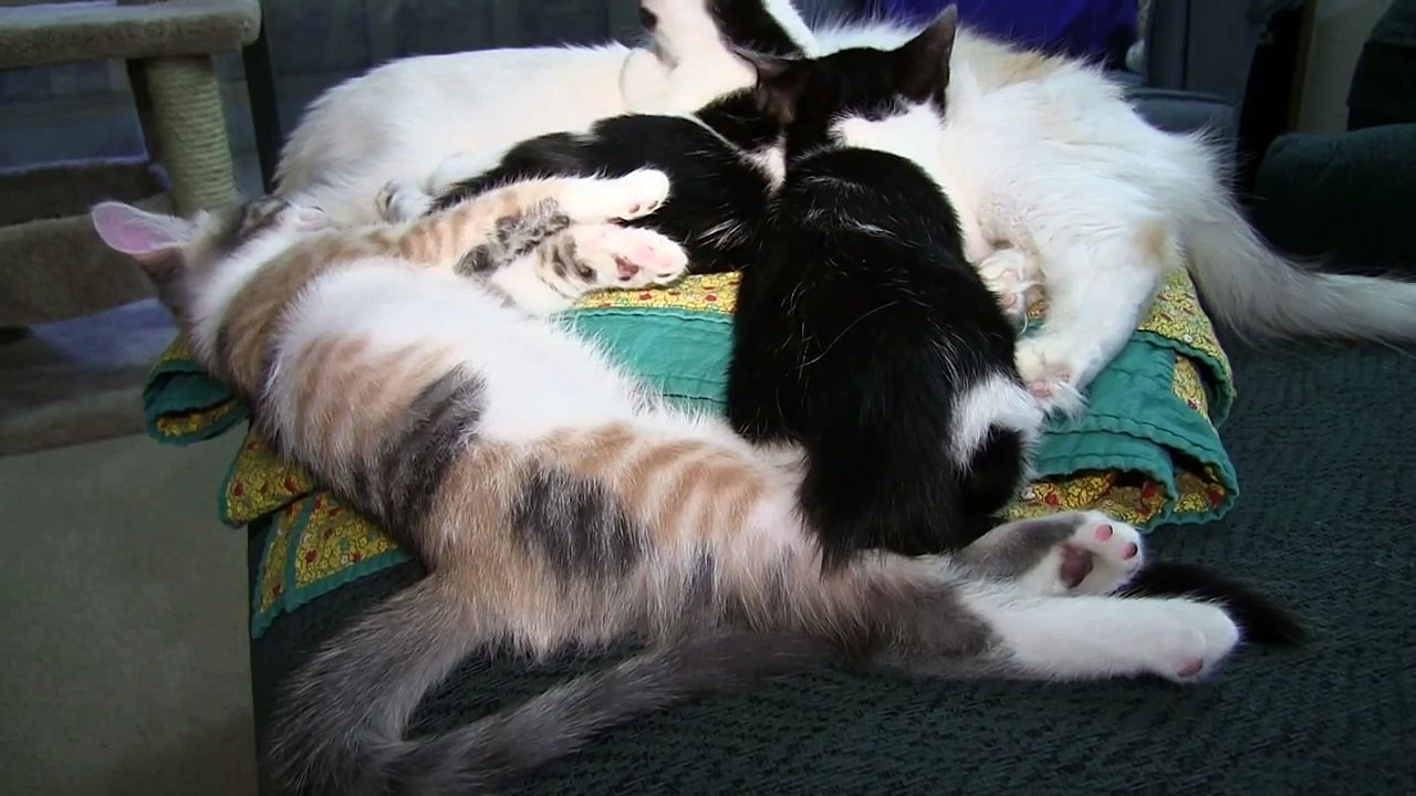 Sleepy Kitty! | CAF Funny Cats