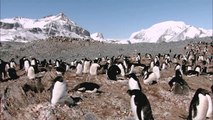 Adelie Penguins and the challenges of raising young in Antarctica
