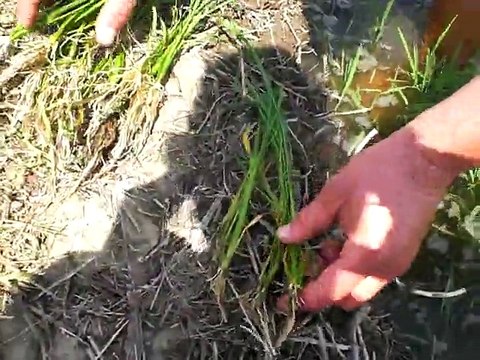 YÜKSEL ERKOYUNCU-GÖNEN-ALAADDİN KÖYÜ FN7 SIVI ORGANİK GÜBRE UYGULANMIŞ ÇELTİK TAVASINDA Kİ KÖK GELİŞİMİ