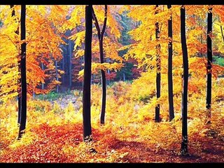 Mauno Kuusisto....Annina