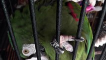 Woody Severe Macaw Ara closeup Panasonic camcorder HC-V500k