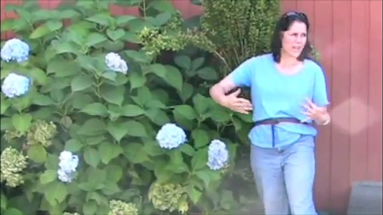 pruning hydrangeas #1 (macrophylla, serrata)