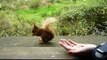 Feeding Red Squirrels in IOW 1