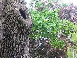 Baby Ducklings Leaving the Nest