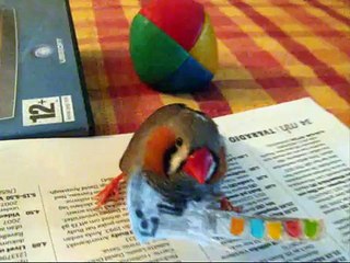 The Zebra Finch Guitar Hero Pro