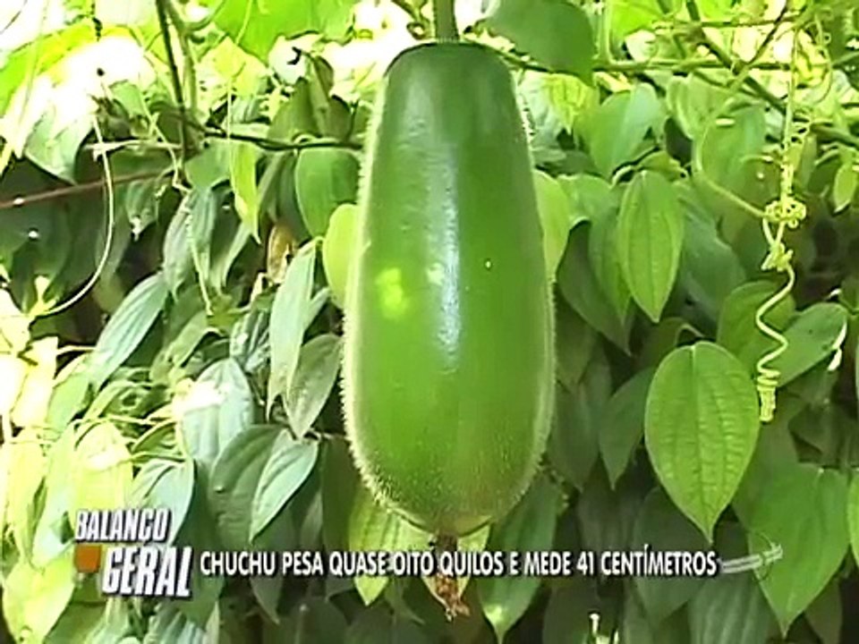 CHUCHU GIGANTE EM UBERLÂNDIA