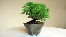 bonsai tree シンパク盆栽 Shimpaku Juniper