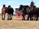 Students first exsposure to driving the six Percherons
