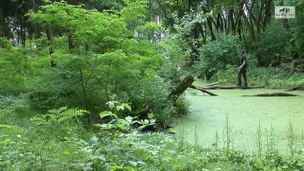 Können Wölfe balancieren? Wolf Wald Baum Baumstamm Laufen Gehege Wolfcenter Dörverden