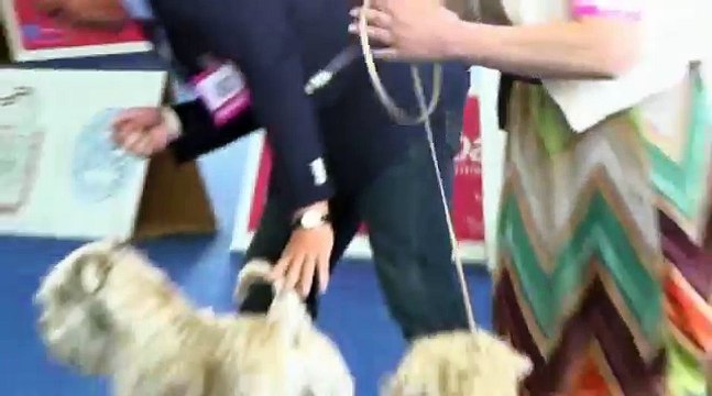 Irish Soft Coated Wheaten Terrier World Dog Show 16 05 2013 Male champion