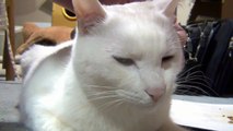 ブラッシング 気持ちいいにゃ♪ 白猫ユキ White cat Yuki relaxes for brushing