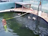 Long-tailed ducks courtship behavior
