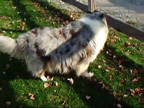 Joint Problem in Back Legs unables Collie Dog to get up without much effort and pain