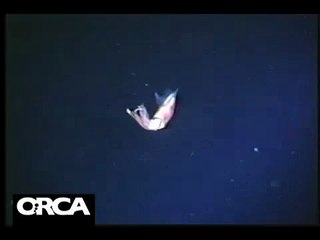 Deep-sea squid bioluminescence