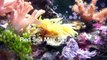 Marine Reef Aquarium - Red Sea Max 130