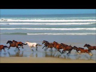 wild horses running in slow mo