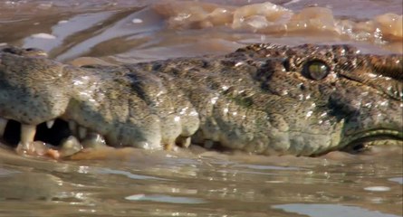 African Cats - Earning His Keep