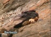 Quebrantahuesos ( Gypaetus barbatus ) Bearded Vulture