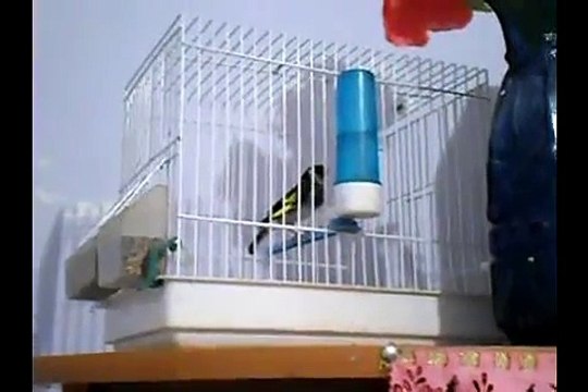 مقاطع تغريد طائر الحسون ماشاء الله