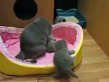 Приколы ! Кошка играется со своими котятками