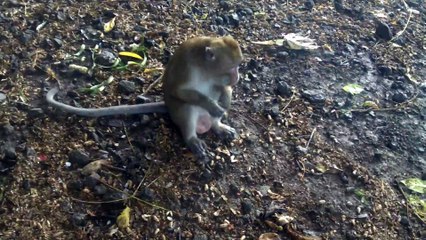 Monkey in District Belik, Pemalang, Central Java - 001