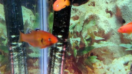 The Interesting Empire Goby / Gudgeon - Hypseleotris compressa (Non-Red Variety)