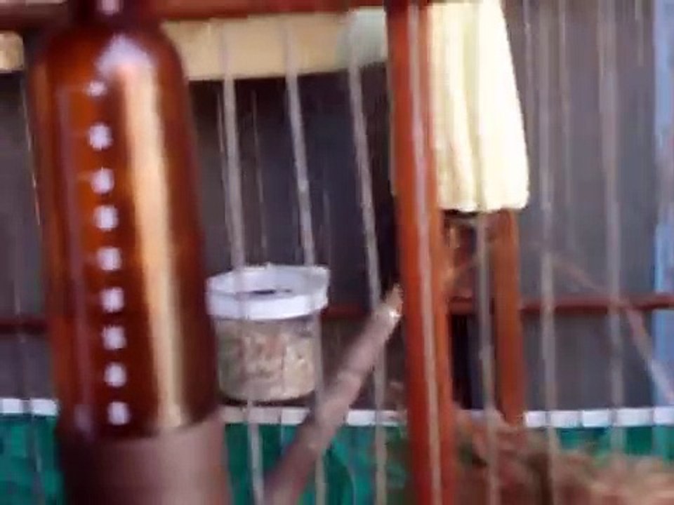 FEMEA DE COLEIRO com 4 filhotes pedindo gala joel marilia -sp