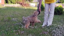 Irish soft coated wheaten terrier puppies - A litter - Kennel DRAUGAS