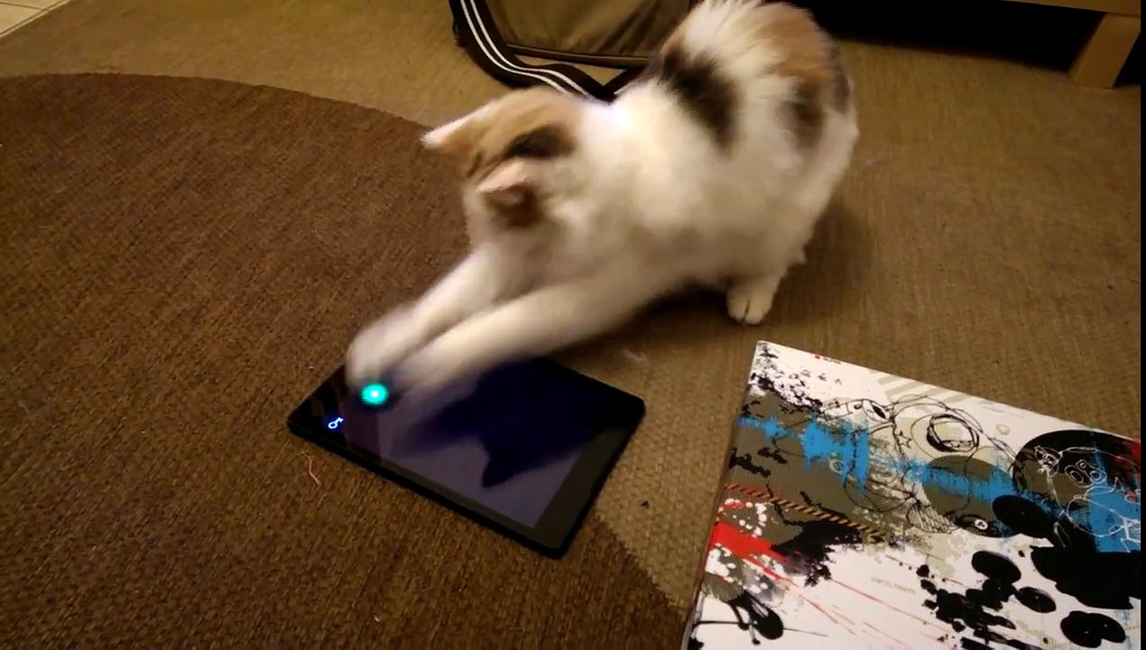Colin the cat playing video games!
