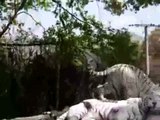Tigres - Os Mais Facinantes Animais da Natureza.