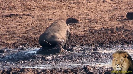 Warthog Massaging its Testicles.