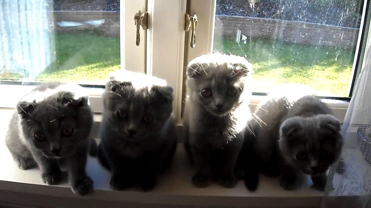 cute scottish fold kittens