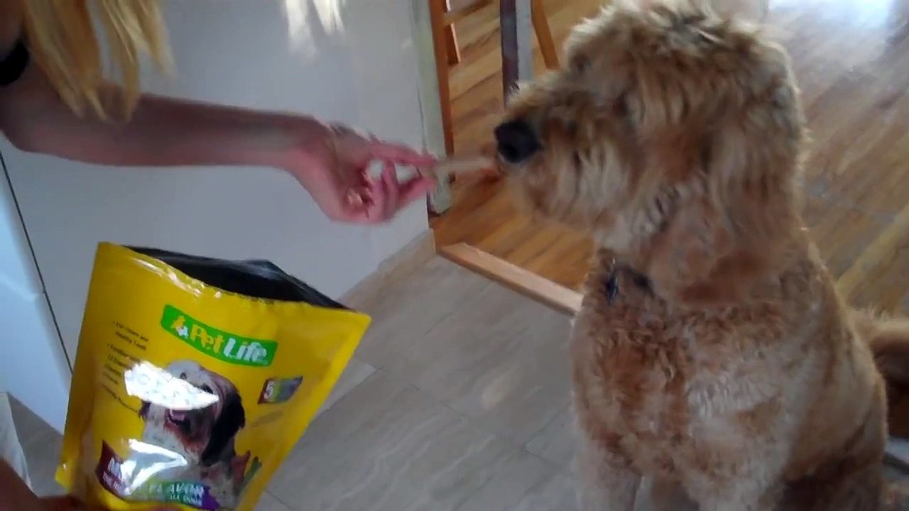 Most Patient Goldendoodle Ever - I Love Leo