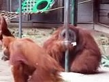 orangutan-Toronto Zoo