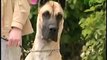 Dog Breeds 101 Video: Great Dane