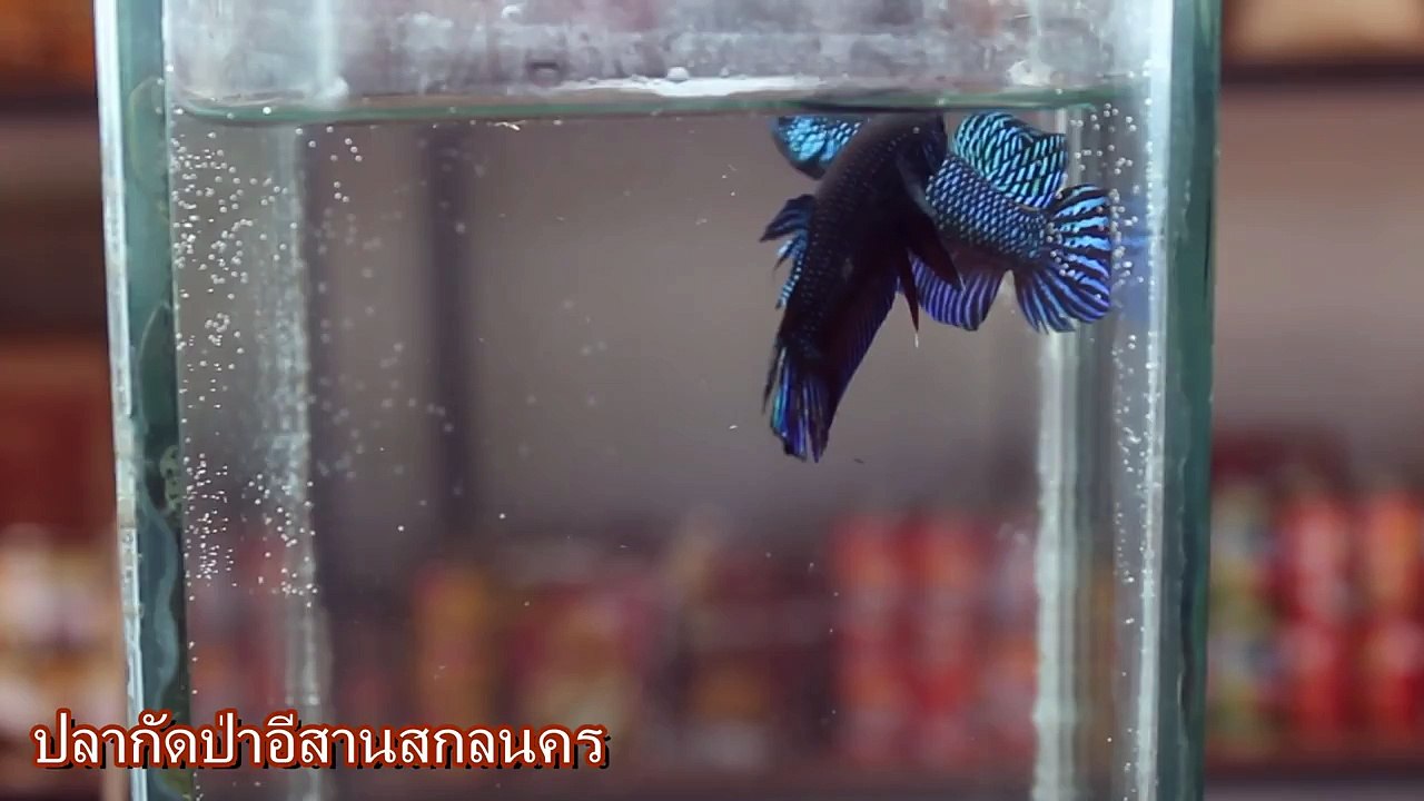 Betta Smaragdina Fight ซ้อมปลากัดเตรียมเข้าสนาม