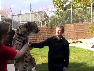 Cheetah Encounter - Wellington Zoo New Zealand