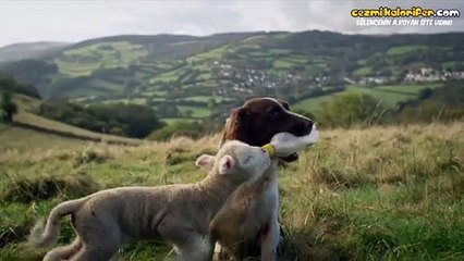 Kuzusunu Besleyen Köpek