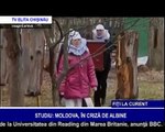 STUDIU: MOLDOVA, ÎN CRIZĂ DE ALBINE