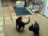 French bulldog and cat playing