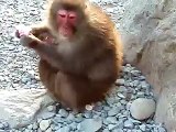 伊豆、波勝崎苑の猿（乳は与えても）Japanese Macaque Monkeys