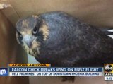 Falcon chick breaks wing on first flight