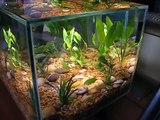 Fluval Edge fish tank - week 2 - Neon Tetra just added