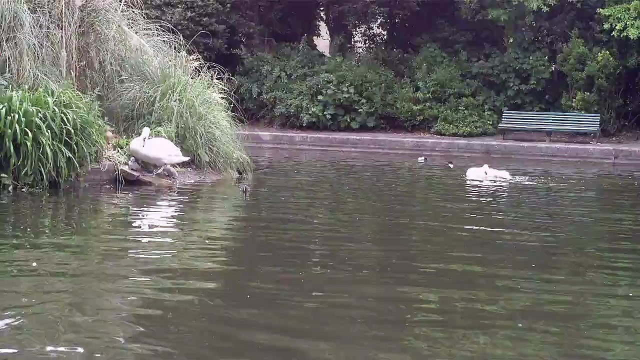 Swans, Cygnets, Ducklings, Ducks and a White Duck in Herbert Park. (1 of 3)