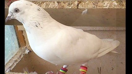 Pakistani best pigeon Tippler dk Kabooter highflying  2012