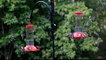 Large hummingbird swarm feeding frenzy- hundreds - more than 40 per frame two feeders! HD