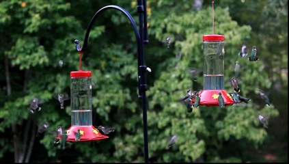 Large hummingbird swarm feeding frenzy- hundreds - more than 40 per frame two feeders! HD