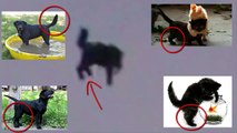 UFO abducts a cat in Moscow Russia - OVNI Rapta un gato en Rusia 07062015 НЛО, UFO, UFOs, Чупакабра, собака, волк, полё