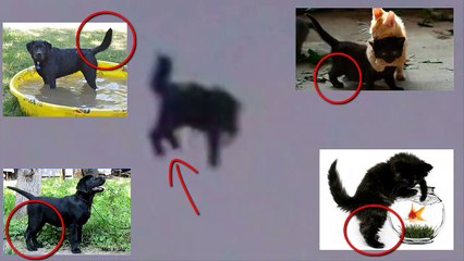 UFO abducts a cat in Moscow Russia - OVNI Rapta un gato en Rusia 07062015 НЛО, UFO, UFOs, Чупакабра, собака, волк, полё