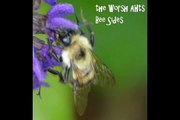 the Worsh Ahts - Bee Sides - 14 Take Your Clothes Off When You Dance (Frank Zappa)